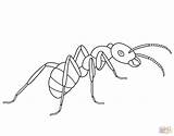 Ant coloring Page  Free Printable Coloring Pages sketch template