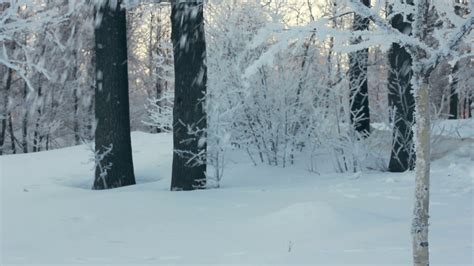 Snow falling from tree in winter park. On a background man run in ...