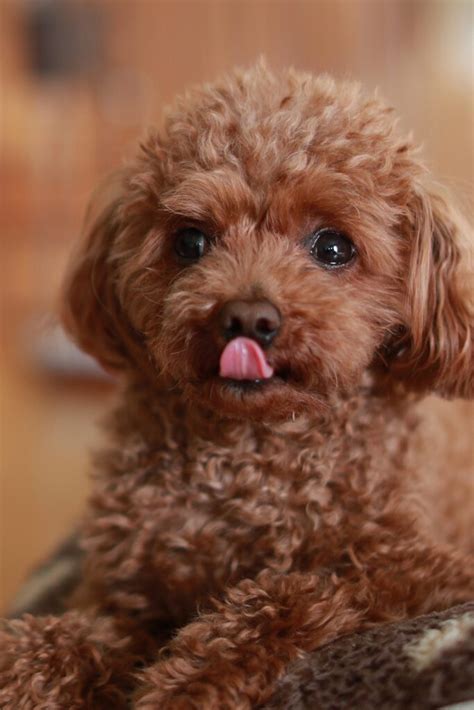 Poodle Puppies (20+ Perfect Pups) - Talk to Dogs