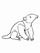 Oso hormiguero Para Colorear  Imprimible Y Gratis Niños sketch template