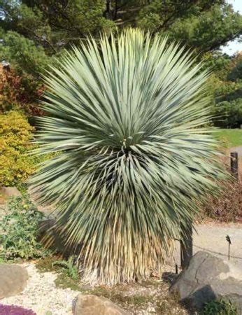 Yucca Rostrata Care: Growing The Blue Beaked Yucca Plant