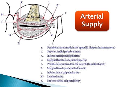 Anatomy of conjunctiva