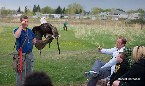 Close Encounters at the Birds of Prey Center in Coaldale - The Canadian Nature Photographer