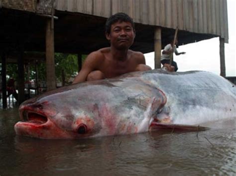 Mekong Giant Catfish River Monsters