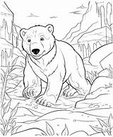 Premium Vector  Polar Bear Ice Mountain coloring Page sketch template