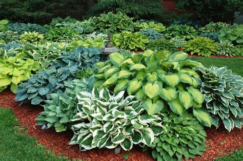 Hosta (New American Hybrids) - You will be very happy that you grew ...