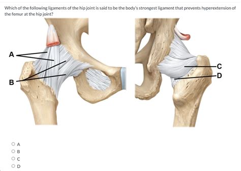 Solved Which of the following ligaments of the hip joint is | Chegg.com