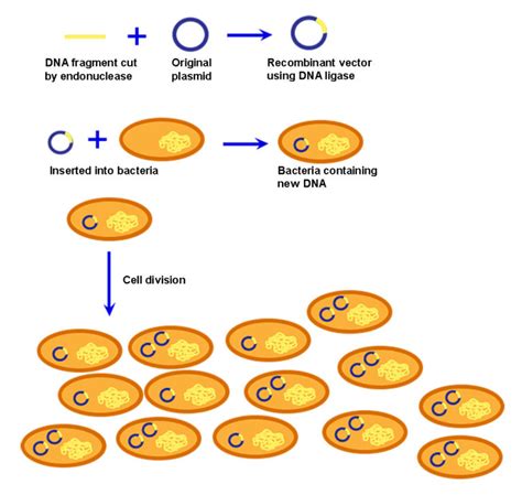 Cloning | Biology for Non-Majors I