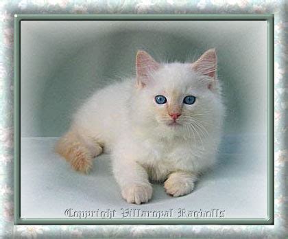 Cream Point Ragdoll Kitten | www.pixshark.com - Images Galleries With A ...