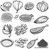 Seed Coloring Pages  Free & Printable sketch template