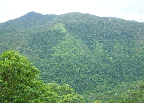 File:Rainforrest between Kuranda and Cairns, North East Queensland.jpg - Wikimedia Commons