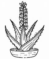 Aloe Free Printable coloring Page  Download Print Or Color Online For sketch template