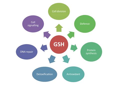 GLUTATHIONE: A MULTIFUNCTIONAL MOLECULE | antioxidantsgroup