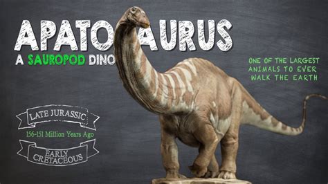 Apatosaurus Facts! A Dinosaur Facts video about the enormous Apatosaurus, also known as ...