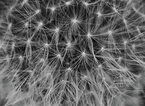 Dandelion Seeds Black and White Photograph by Linda Eszenyi - Fine Art America