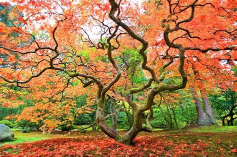 How to Care for Your Japanese Maple Tree - The Star of Your Yard