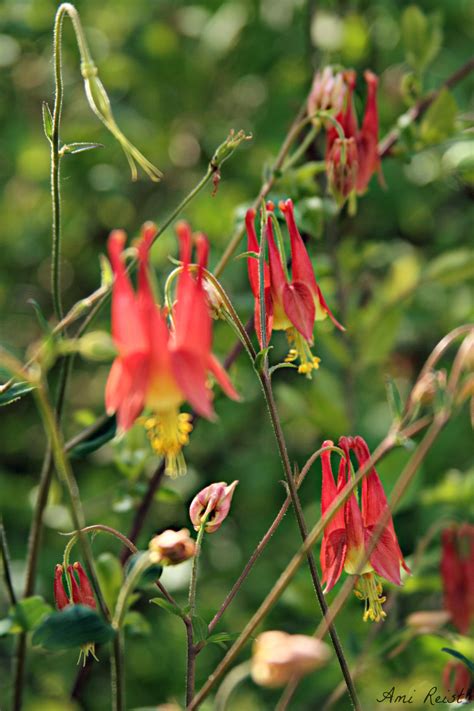 Wild Columbine flower, Aquilegia, MD Native Flower Plant, Ami Reist ...