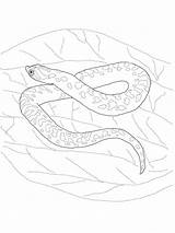 Hognose Snake coloring Page  ColouringPages sketch template