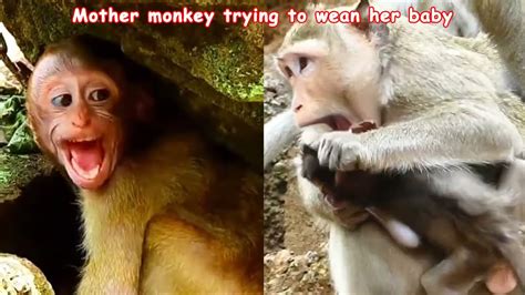 The poor baby monkey was brutally beaten by the mother monkey - YouTube