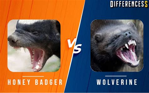 Wolverine Vs Honey Badger Differences And Comparison » Differencess