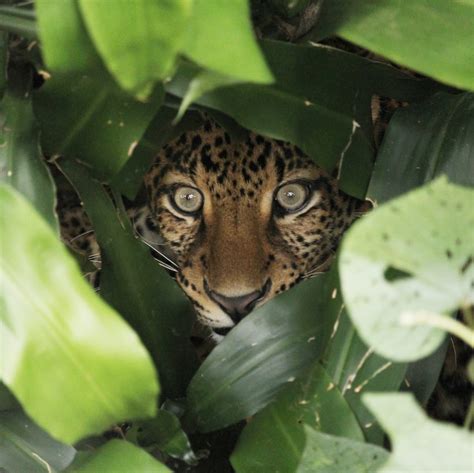 Pelepasan Macan Tutul Jawa Bernama "Wahyu" Ke Habitat - Gaia Indonesia