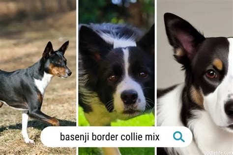 Basenji Border Collie Mix Guide (with Photos) - Oodle Life