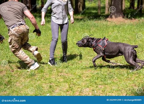 Cane Corso Attacking Dog Handler during Aggression Training. Stock Image - Image of convoy ...