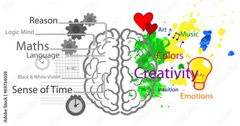 Vecteur Stock Left and right brain hemispheres | Adobe Stock