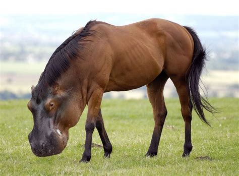 River horse | Horses, Photoshopped animals, Beautiful horses