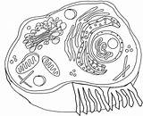 Plant Animal Cell Diagram Coloring Sheet  Century Life Science sketch template