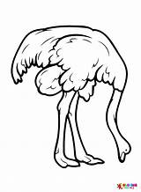 Emu For Kids Coloring Page  Free Printable Pages sketch template