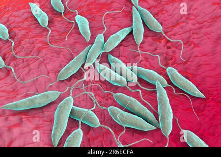 Leishmania sp. protozoa, computer illustration. This parasite causes the tropical disease ...