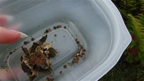 how to harvest hardy hibiscus seeds, how to harvest rose mallow seeds - YouTube