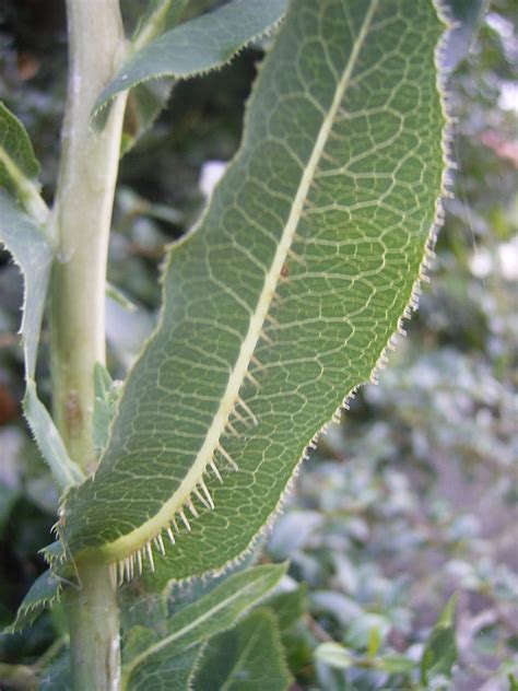 Prickly Lettuce