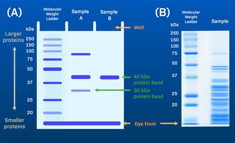 moarte Doar fao bici sds page electrophoresis marker map Bibliografie Am o clasă de engleză labă