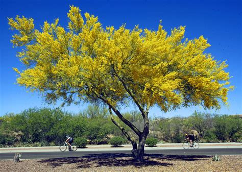 Palo verde trees are in bloom! Here are 10 things to know about this lovely desert plant ...