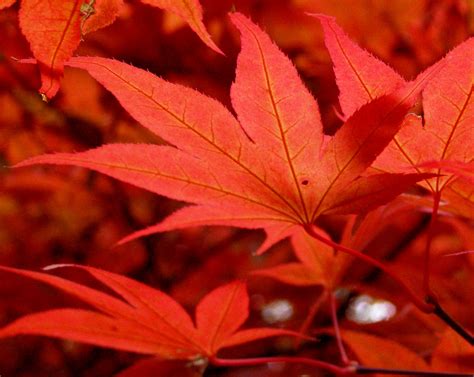 File:Maple leaves in October 2009.jpg - Wikipedia, the free encyclopedia