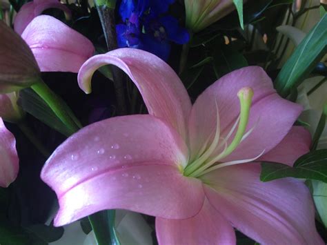 3 Fun Facts About Lilies - Freytags Florist - Freytags Florist