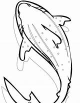 Free Printable Shark Coloring Pages For Kids sketch template