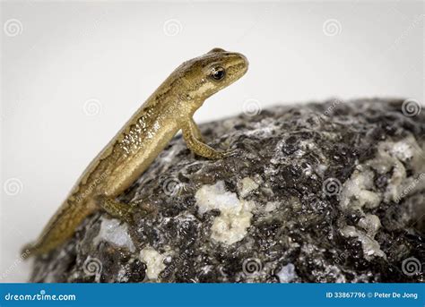 Water Salamander stock photo. Image of amphibia, metamorphism - 33867796