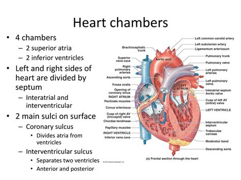 Human Heart Chambers