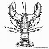 Lobster Coloring Pages  Free & Printable sketch template