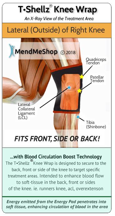 The posterior Cruciate Ligament (PCL)