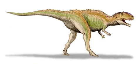 Giganotosaurus | Fossil Wiki | FANDOM powered by Wikia