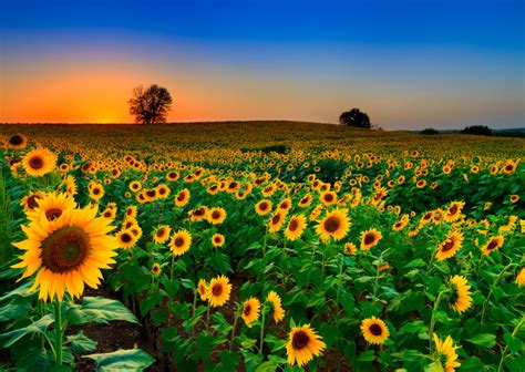 5 Sunflower Fields to See in Full Bloom