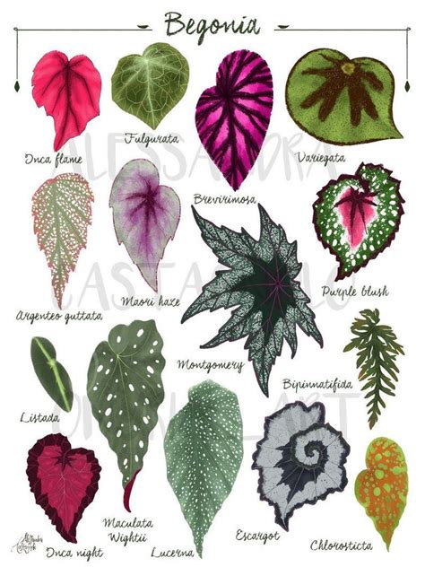 BEGONIA Leaf Species Varieties Illustration, Leaves Painting Art Print ...