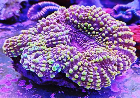 Symphyllia spp. ultra - Korallen Aquaristik