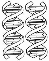 Dna Worksheet Helix Double Coloring Model Worksheets Rna Color  sketch template