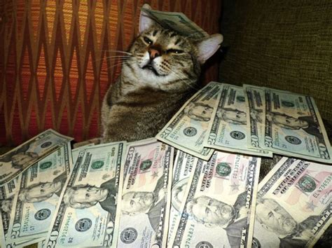 Cats and Cash (64 pics)