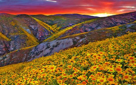 Download Yellow Flower Sunset Daisy Mountain Nature Flower HD Wallpaper